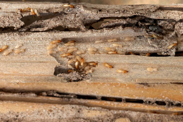Pest Prevention Services in Kirklin, IN